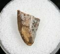 Tyrannosaurid Tooth Tip - Montana #9987-1